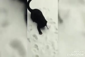 Katzen sehen das erste Mal Schnee