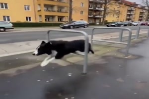 Hund trainiert ein bisschen