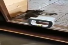 Katze schlägt Katzenklappe