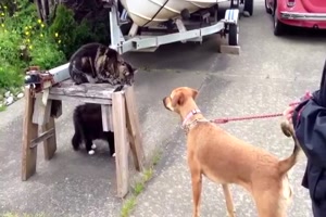 Hund und Katze fangen sich