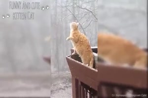 Katzen im Schnee