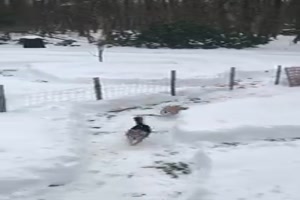 Schnee-Rennbahn fr die Hunde