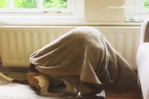 Hund legt sich unte die Decke