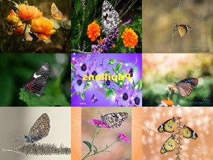 Papillons - Schmetterlinge ... nicht blttern