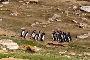 Lustige-Pinguine.mp4 auf www.funpot.net