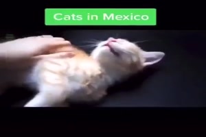 Katzen in verschiedenen Ländern