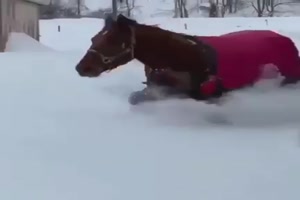 Pferdchen liebt Schnee