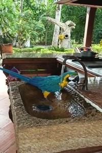 Papagei nimmt ein Bad