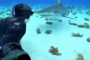 er kommt dem Hai sehr nahe