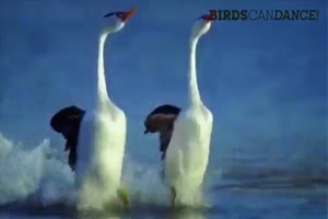 Wenn Vögel tanzen