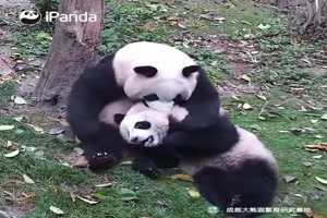 Pandas sind lieb