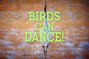 Danses avex les oiseaux