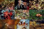 Das-Leben-Unterwasser.ppsx auf www.funpot.net