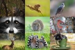 Animals.ppsx auf www.funpot.net
