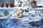 Winter-5.ppsx auf www.funpot.net