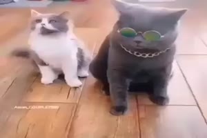 Lustige Katzen