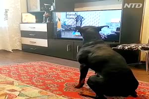 Hund macht Fernsehprogramm nach