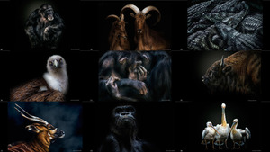 Haunting Animal Portraits by Pedro Jarque Krebs