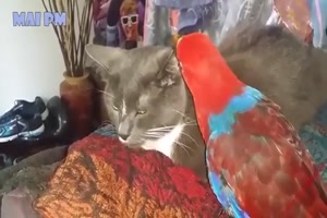 Vögel und Katzen, lustige Freunde