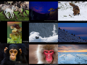 Wildscreen Photography Festival 2014