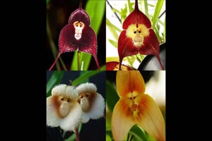 Orchideen die wie Affenkpfe aussehen