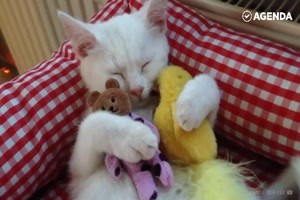 Katzen mit ihrem Lieblingsspielzeug