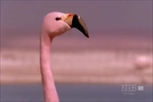 Flamingo-Dance