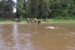 Elefanten eilen zu Hilfe