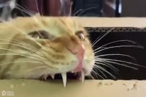 Katze beißt in den Karton