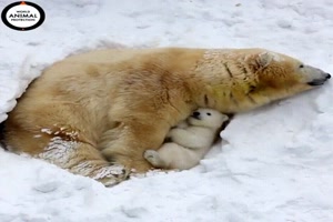 Eisbärenmutter mit Kind