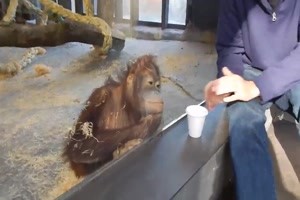 der Affe lacht sich nach dem Zaubertrick kaputt