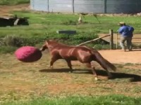 Das Pferd und sein Ball