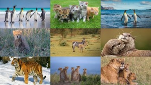 Animals 2