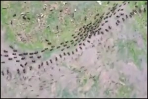 entmilitarisierte Zone zwischen Ameisen und Termiten