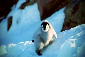 Lustige Pinguin Pannen