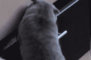 Katze wird erwischt