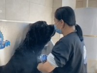 Hund beim Duschen ablenken