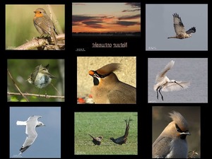 Natuur ontwaakt - Die Natur erwacht