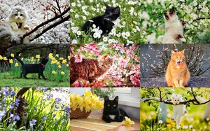 Cats in Spring - Katzen im Frhling