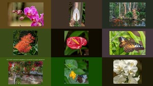 Orchideen en Vlindertuin Luttelgeest 2019 deel 1 ...