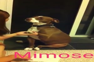 dieser Hund ist eine Mimose