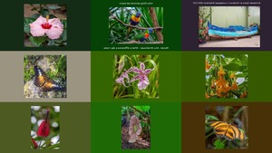 Orchideen en Vlindertuin Luttelgeest 2019 deel 2 -