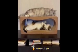 Lustige-Katzen.mp4 auf www.funpot.net
