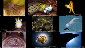 The 2015 Ocean Art Underwater Photo Competition