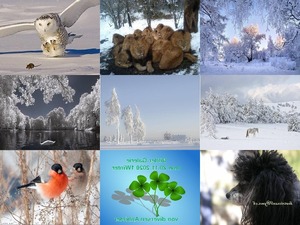 Bilder-Galerie vom 20112020 3 Winter