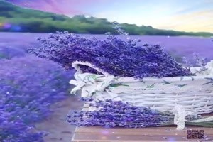 Englischer Lavendel