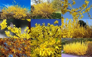 Forsythias - Forsythien