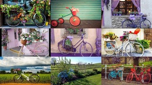 Bike and Flowers