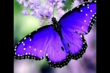 einzigartig- schöne Schmetterlinge