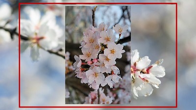 Branches fleuries - Blhende Zweige ... nicht blttern